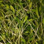 Brote de culantro