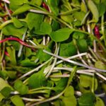 Brotes variados (Micromix)