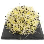 Germinado de Cebolla