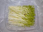 Germinado de Cebolla - Imagen 2
