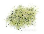 Germinado de Cebolla - Imagen 3