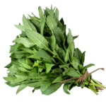 Menta