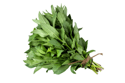 Menta