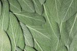 Salvia - Imagen 4