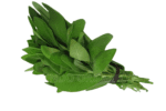 Salvia