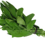 Salvia
