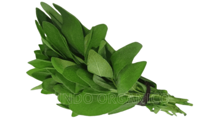Salvia
