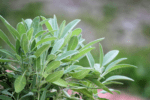 Salvia - Imagen 2